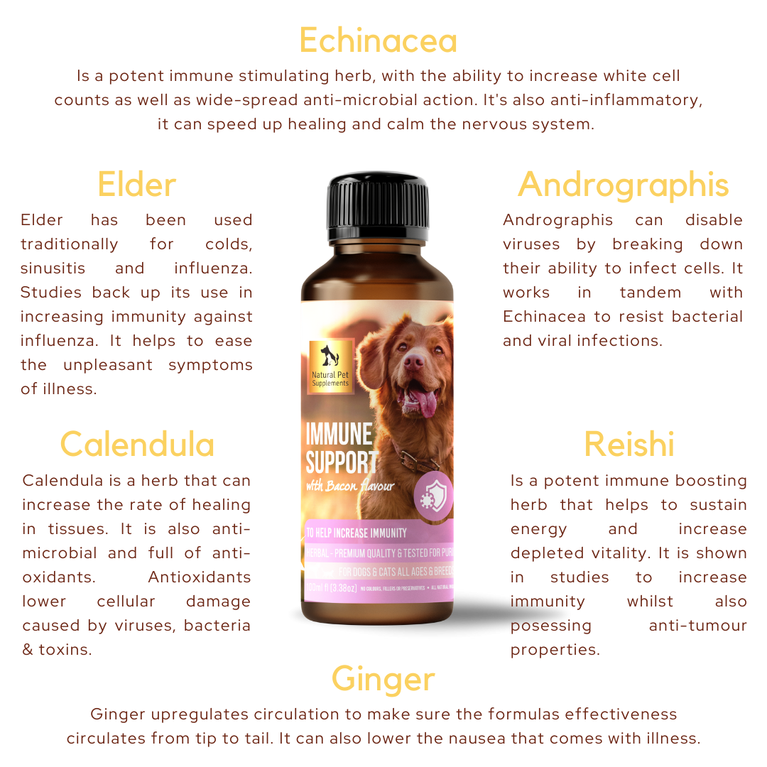 Immune Support Herbal for Dogs and Cats 100ml | Natural Pet Supplements ...